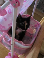 11 juli 2010 Miesje