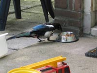 fotootje ekster eet kattenvoer
