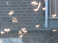 dansende insecten
