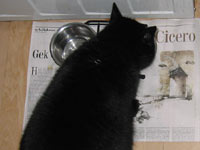 Zip eet z'n kattenvoer