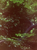 Fotos uit Flashanimatie