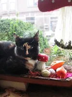Miesje zelf zit prinsheerlijk in Leora's Herfststukje in de vensterbank.. Dat ze dat elke dag 'ruineert' heeft ze niet door ;-)