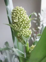 7feb2010 knoppen in de Yucca