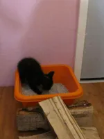 Poesje graaft enthousiast in haar eigen kattenbakje