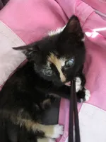 leuk, zo'n polsbandje aan de camera (op schoot bj Rosalie)