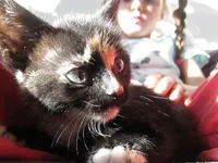 's Ochtends mag het poesje even naar beneden (nog niet de hele dag om grote kater Zip wat uit de buurt te houden)