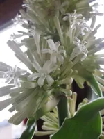 22feb2010 bloemen in de Yucca