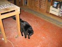 Zip inspecteert kelder