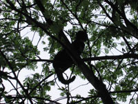 Zip de kat hoog in boom